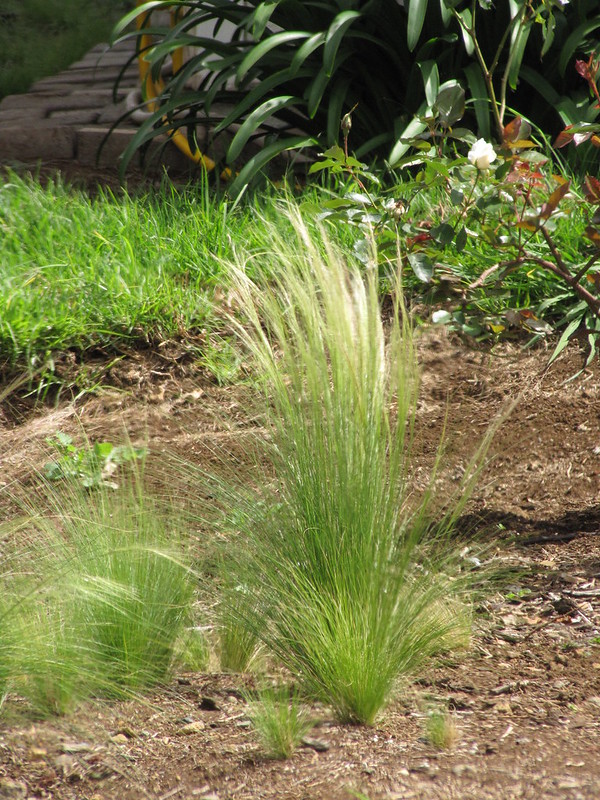 mexican feather grass