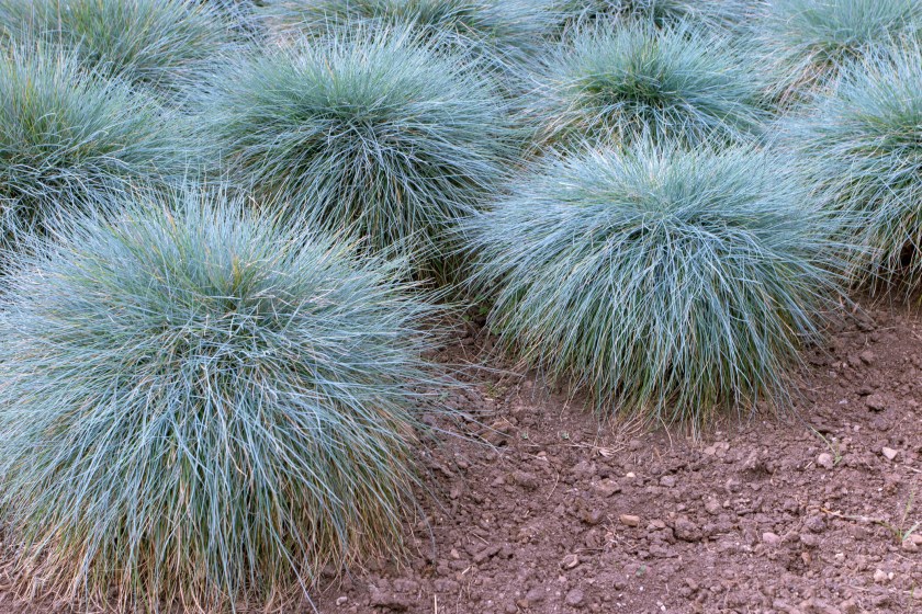 Blue fescue clump-forming plant. Festuca glauca groundcover ornamental grass