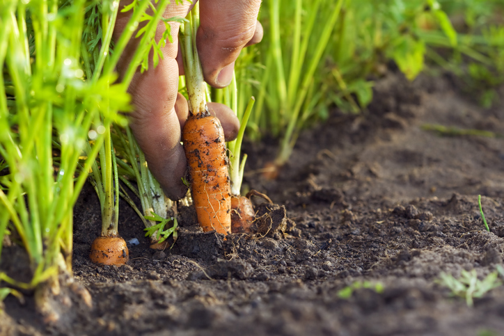 Carrot in field