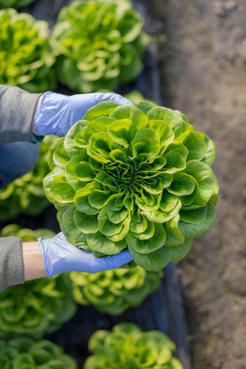 Growing organic lettuce