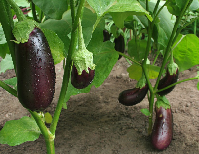 eggplants harvest