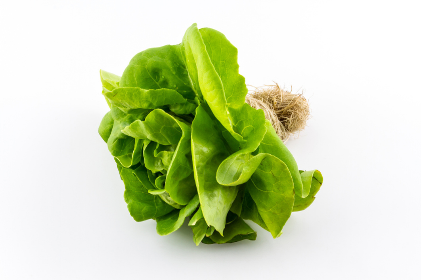 butter lettuce with roots