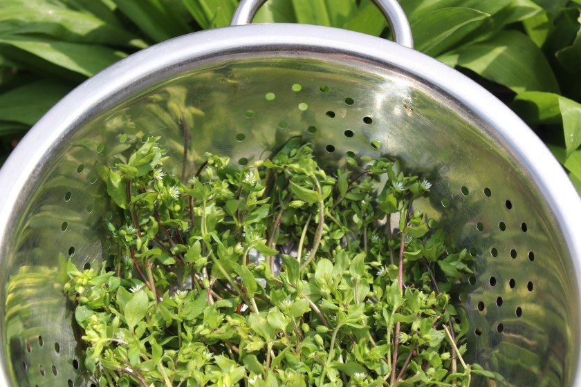 fresh chickweed in a sieve in front of wild garlic