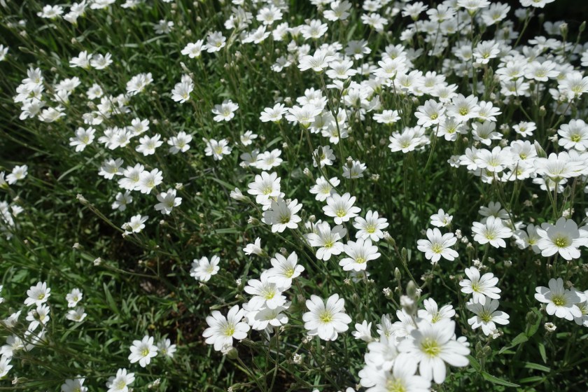 Dozens of white flowers of Cerastium tomentosum in May