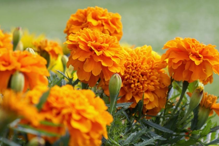 flowers bloom all summer - marigolds