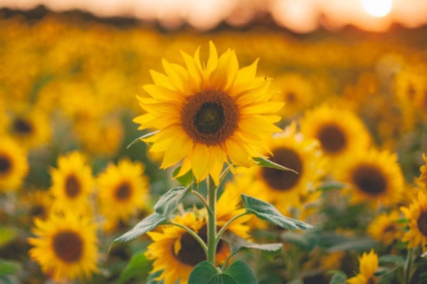 What Flowers Bloom All Summer - sunflowers
